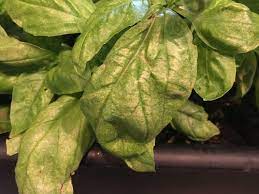 I noticed the cat palm first. What S Wrong With My Basil