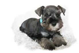 Find puppies in your area and helpful tips and info. Jazzy Schnauzers