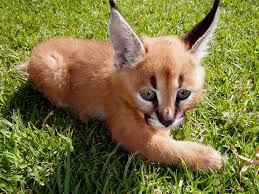 The caracal kittens among small cats that can be legally kept as exotic pets. Caracal Kitten 3 Kelly Images Flickr