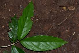 Image result for Lasiodiscus pervillei