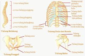 Materi Sistem Gerak Pada Manusia Rangka Tulang Otot Dan Persendian Catatan Harian