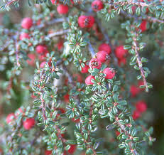 Image result for Cotoneaster microphyllus