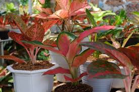 Harga benih / biji tanaman hias bunga cosmos dwarf mix warna warni 20 biji. Berburu Tanaman Hias Aglonema Di Lampung Timur Harganya Capai Jutaan Rupiah Kumparan Com