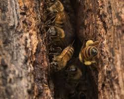•antenna variable •no pollen basket. Nesting Sites Department Of Entomology
