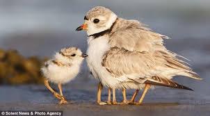 Bird With No Feathers Legs Eleven No Just Nine For The Mother Bird Keeping Her Little Chicks Warm Plover Bird Rare Species