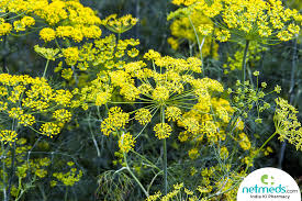 Make perfect tea every time! Saunf Fennel Seeds Nutrition Health Benefits Uses For Weight Loss Digestion And Recipes