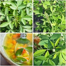 Image result for Crotalaria torrei