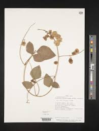 Image result for Desmodium psilocarpum