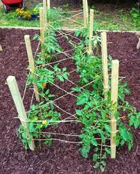 Stake Tomatoes Google Search Tomato Trellis Veg Garden Container Gardening Vegetables