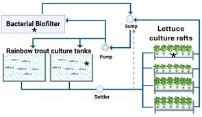 Occurrence of Multi-Drug-Resistant Bacteria in Rainbow Trout&ndash;Lettuce  Bio-Integrated Culture Systems in Chile