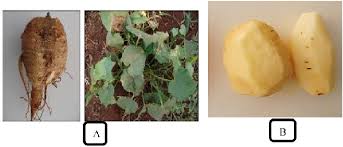 Image result for Lagenaria abyssinica