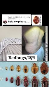 Image result for bed bugs droppings