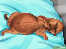 New born puppies whose momma can't care for them need a lot of extra help. 3 Ways To Spot Health Problems In Newborn Puppies Wikihow