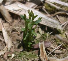 Image result for Vincetoxicum cernuum