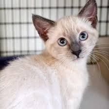 She answers all my questions! Hope Is A Lilac Point Siamese Kitten Who Is Very Engaged With People And Loves Being Held And Pet Adopt Her Today In Sandiego Pet Adoption Animals Pets