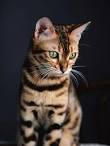 Bengal Cat Breeders - Bengal Cat Club