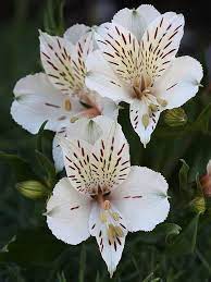 The Types Of Lily On This Board Are Peruvian Lilly Small Asiatic Lily Medium Nurene Lily Small Stargazer Lily Orquideas Flores Naturais Belas Flores