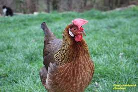 We did not find results for: Top 10 Best Chickens For Eggs Backyard Poultry