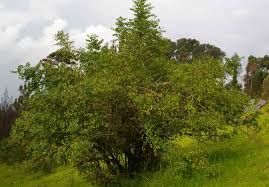 Image result for Cassinopsis ilicifolia