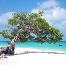 Die insel ist überwiegend flach, 30 km lang und misst an der . Karibik Insel Aruba Ein Stuck Holland Direkt Vor Venezuela Welt