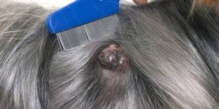 One might be due to the cat receiving vaccination. Pet Lumps Bumps North Nowra Vet Hospital
