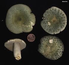 Image result for Russula perlactea