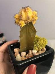 When we see our cactus turning yellow at base, it is usually due to overwatering. What Is Wrong With My Cactus It S Turned Squishy And Yellow