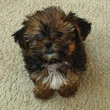 Pin By Aimi Mizumoto On Puppies Shorkie Puppies Shorkie Dogs Shitzu Poodle
