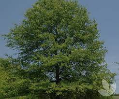 Image result for Quercus phellos