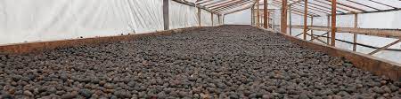 Coffee wine is something that most people have never heard of and those that have often turn their it will depend on who you talk to as to the exact process behind coffee wine, as there aren't that. Gayo Senja Wine Process Mercanta The Coffee Hunters
