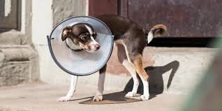 Affordable, low cost veterinary services. The Best Dog And Cat Cones Reviews By Wirecutter