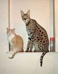 While you may be able to acquire a serval cat from a breeder, they are considered wild cats. Pin On Bengal S Toyger S And Savannah S O My