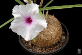 Image result for Ipomoea lapathifolia