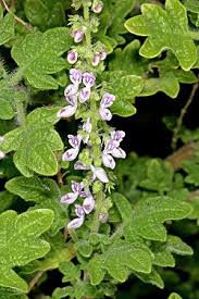 Image result for Coleus psammophilus