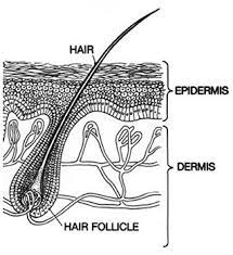 The two types of fungus that cause white piedra are t. Frontiers Automatic Segmentation Of Epidermis And Hair Follicles In Optical Coherence Tomography Images Of Normal Skin By Convolutional Neural Networks Medicine