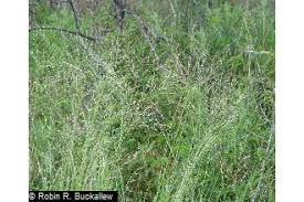Image result for Panicum coloratum