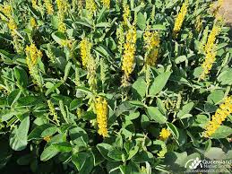 Image result for Crotalaria rhodesiae