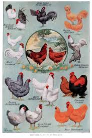 Chicken Breeds Vintage Poster Best Egg Laying Chickens
