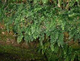 Image result for Hymenophyllum triangulare