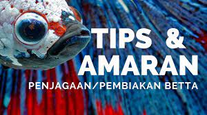Memelihara ikan laga tidaklah sukar, boleh dikatakan proses menyediakan persiapan untuk memelihara. Cara Mengahwinkan Ikan Laga Step1 Berkenalan By Betta Channel