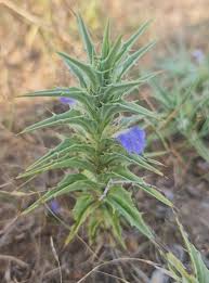 Image result for Blepharis