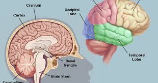 Brain Human Anatomy Picture Function Parts Conditions And More Brain Pictures Brain Stem Brain Anatomy