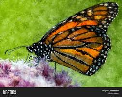 What is the most beautiful butterfly in the world? Beautiful Acrylic Image Photo Free Trial Bigstock