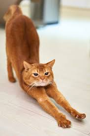 Cat Body Language What Does That Pose Mean Cattime Popular Cat Breeds Cat Stretching Most Popular Cat Breeds