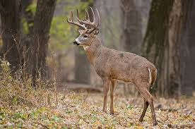 Big Woods Buck Whitetail Deer Deer Pictures Whitetail Deer Pictures