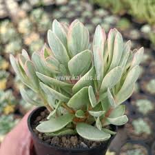 Image result for Kalanchoe rotundifolia