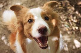 Ee Red Border Collie Diamond Of Whitecastle Elvis Lobo Honden