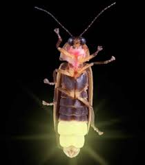 Fun Facts About Fireflies | Triangle Gardener Magazine