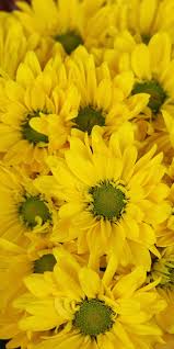 We believe in helping you find the product that looking for something more? Yellow Flowers Gerbera Basket Bloom 1080x2160 Wallpaper Yellow Flower Wallpaper Yellow Flowers Yellow Wallpaper