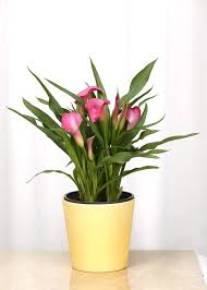 The most popular cut flowers, the calla lily (zantedeschia) can be found in different sizes and colors, including calla lily bulbs. Live Calla Lily In Crackled Yellow Ceramic Gift Pot 6 Inch Indoor Plant Buy Online In Andorra At Andorra Desertcart Com Productid 141326589
